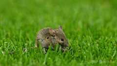 新型コロナでマウスの精子変化、子孫に強い不安傾向 豪研究