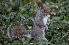 麻薬でハイになった「番リス」、米警察が押収