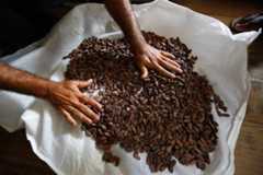 ネスレ、カカオ豆調達をフェアトレード基金から変更へ 英向け「キットカット」で