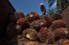 米、マレーシア大手のパーム油輸入禁止 労働者虐待の懸念