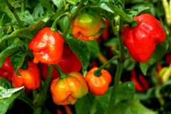 トリニダード・スコーピオン・ブッチ・テイラー