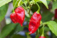 ブート・ジョロキア