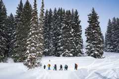 Snowy nature scene with tall pine trees dusted with snow and a few people on snowshoes at their base in a line like they are on a tour.