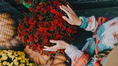 Woman gently touching red chrysanthemum flowers in garden close up