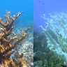 coral-side-by-side-no-labels.png