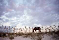 Cumberland Island Dunes