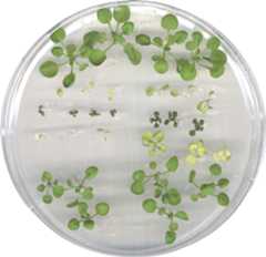 Transgenic Arabidopsis Seedlings