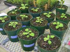 Transgenic Tobacco Plants