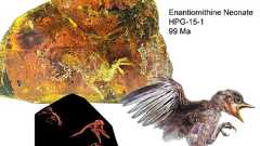 白亜紀の琥珀から絶滅鳥類のヒナ 9900万年前の姿:朝日新聞デジタル