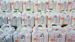 残された時間はあと少し「日本米の王さま」コシヒカリが食卓から消える…? | 運命は研究者たちの手に…