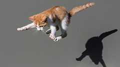 アジャイルを機能させるには心理的安全性が不可欠である プロセスやツールばかりを重視していないか | 戦略|DIAMOND ハーバード・ビジネス・レビュー