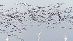 風力発電の羽根(ブレード)を黒く塗るだけで鳥の衝突死が70%減少(ノルウェー研究) | カラパイア