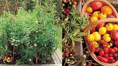 トマトが元気に育つ「コンパニオンプランツ」。一緒にバジルやコスモスを植えてみて