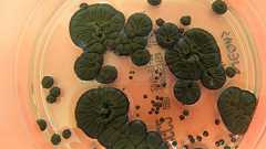 放射線をエネルギーに変えるチェルノブイリの真菌、宇宙利用へ向けての実験 | カラパイア