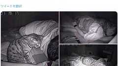 【海外発!Breaking News】就寝中に息苦しくて? カメラ設置で「猫が原因」と判明(米) - ライブドアニュース