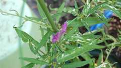 今日の開花 - あやのブログ