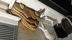 猛暑で死ぬミツバチが増加、ハチの巣溶ける 米アリゾナ州