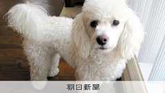 犬を飼うと介護リスク半減、一方で猫は… 日本の高齢者1万人調査:朝日新聞デジタル