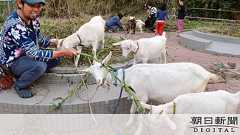 ヤブ覆う公園、ヤギが復活させる 島の環境守るシンボル:朝日新聞デジタル