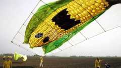 遺伝子組み換えのトウモロコシと大豆、増産に寄与せず 米科学者団体