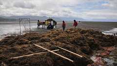 外来種は悪でない? 日本のオゴノリ、北米で生態系回復に一役