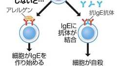 「灯台下暗し」だったアレルギー予防 博士の着想が原点:朝日新聞デジタル
