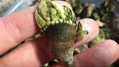 カメノテは磯の基礎珍味