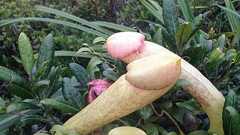 カンボジア環境省「摘まないで!」 なぜか食虫植物を摘み取るSNSユーザーが増加中 - ナゾロジー