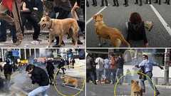 あの犬は何者?…ギリシャで暴動が起こるたびに登場する「反逆の犬」が話題に : らばQ