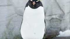 ねぇねぇ母ちゃん on Twitter: "娘「ねぇ、なんで中国からの入国止めないの?」 母「官僚が法的根拠がないって。安倍さんだけで勝手に決めれん」 娘「は? 国民守れない法律?! 何それ! 議員って何やってんの⁉」 母「桜を見る会とか」 娘「はぁ?( ゚Д゚) いい年し… https://t.co/kuuunXzYcM"