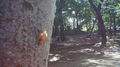 「写ルンです」のレンズを再利用した「Utulens」がエモ楽しい