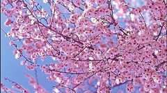 2008年春期放送開始の新作アニメ一覧