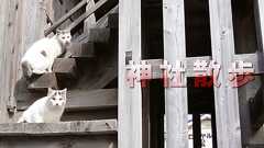 神社散歩〜みどりがひたすら気持ちいい