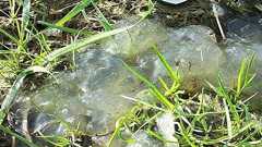 隕石落下後に発見されるという謎の半透明物質「スターゼリー」とは? | カラパイア