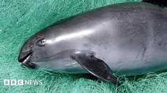 Rare Mexican porpoise faces 'imminent extinction'