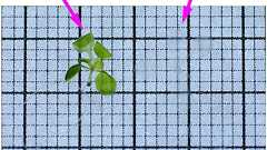 植物を丸ごと透明化 解剖不要で内部の観察可能に 名古屋大が成功