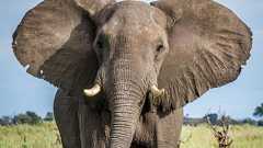 野生のアフリカゾウがお互いに「名前で呼び合っている」ことが鳴き声の分析から判明