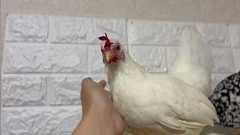 「ニワトリって噛んだりつついたりする?」よく聞かれるけど実際はンココ…と言いながら困った感じを出してゆっくり逃げます「かわいい」