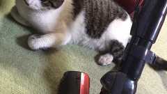 「掃除機はかけさせん!」 ラスボスのように立ちはだかるうちの猫