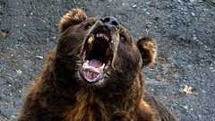 「人を食べるクマ」を山から街に追い出している“意外な動物”の正体とは?