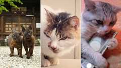 猫の裏社会、にゃん侠道を究めたっぽい風情のヤクザ猫たちの写真特集 | カラパイア