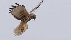 北大、猛禽類の保全が他の鳥類の保全にも繋がることを明らかに | 財経新聞