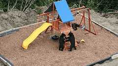 子供を喜ばせようと作った遊び場、朝起きてみるとクマが遊んでいた