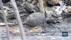 米軍、シリアで「親イラン民兵組織」を空爆 バイデン政権初の軍事行動