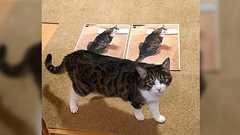 コンビニで猫の画像をコピー後にレジで会計していたら外国の店員さんからの怒涛の質問が始まった