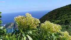 島で草が木になる理由:偉人たちの仮説 - むしのみち