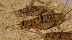 マイクロプラスチックを好んで食べるコオロギ。体内で何が起きているのか? | カラパイア