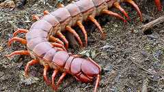 巨大ムカデとの遭遇 in タイランド |