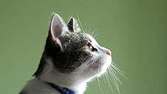 ネコがあなたに愛情を示しているかどうかがわかる10個の行動パターン