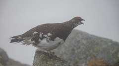 6月立山、虚無の浄土山〜龍王岳でたくさんのライチョウに出会って雨の雷鳥沢テント泊 - I AM A DOG